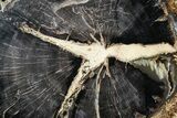 Petrified Wood (Schinoxylon) Round - Blue Forest, Wyoming #373478-1